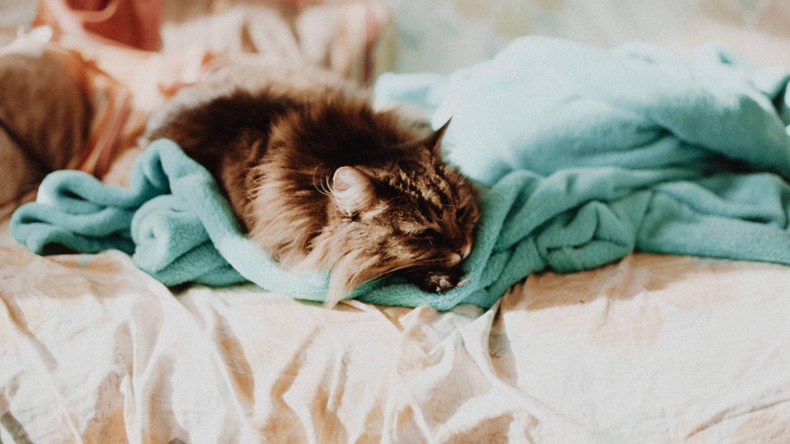nathan-dumlao-kVv8rucgGtc-unsplash-1