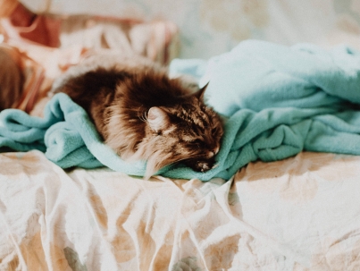 nathan-dumlao-kVv8rucgGtc-unsplash-1